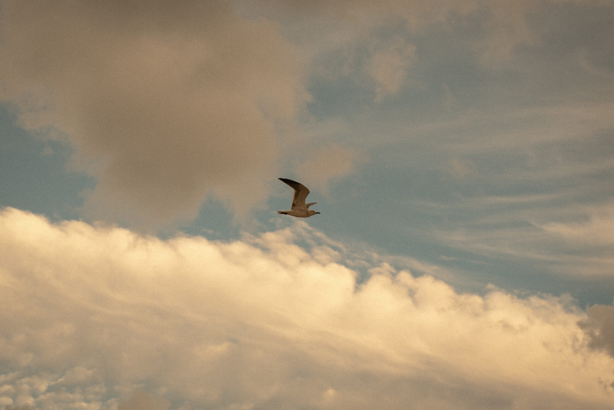 Seagull flying across a golden sunset sky over Galveston Beach.