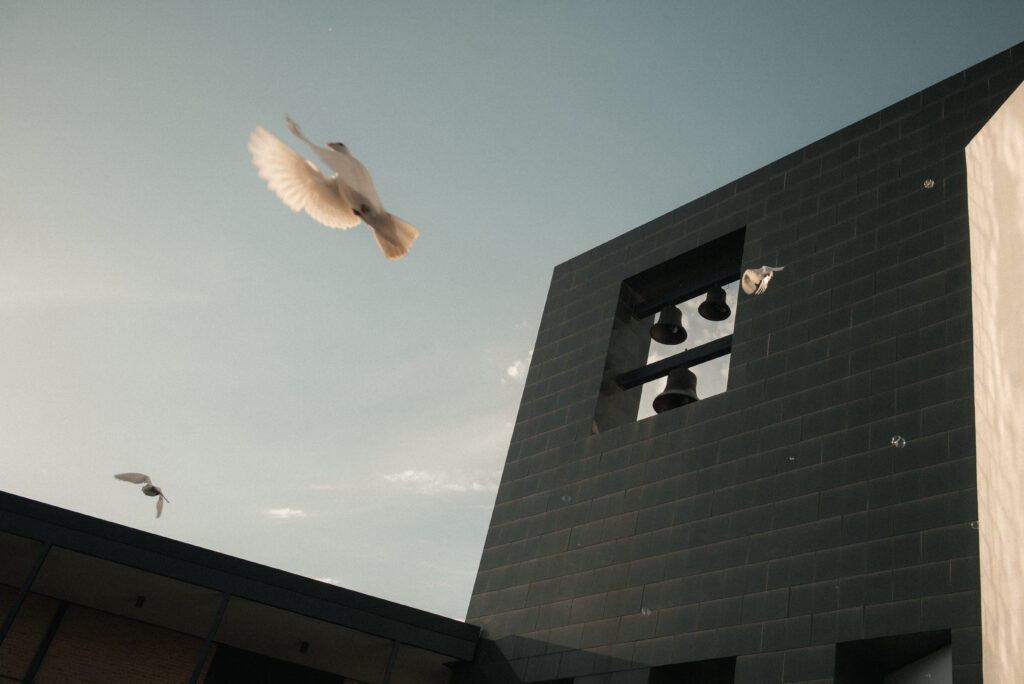 White doves flying near the modern bell tower at Chapel of St. Basil on the St. Thomas University campus during a wedding dove release.