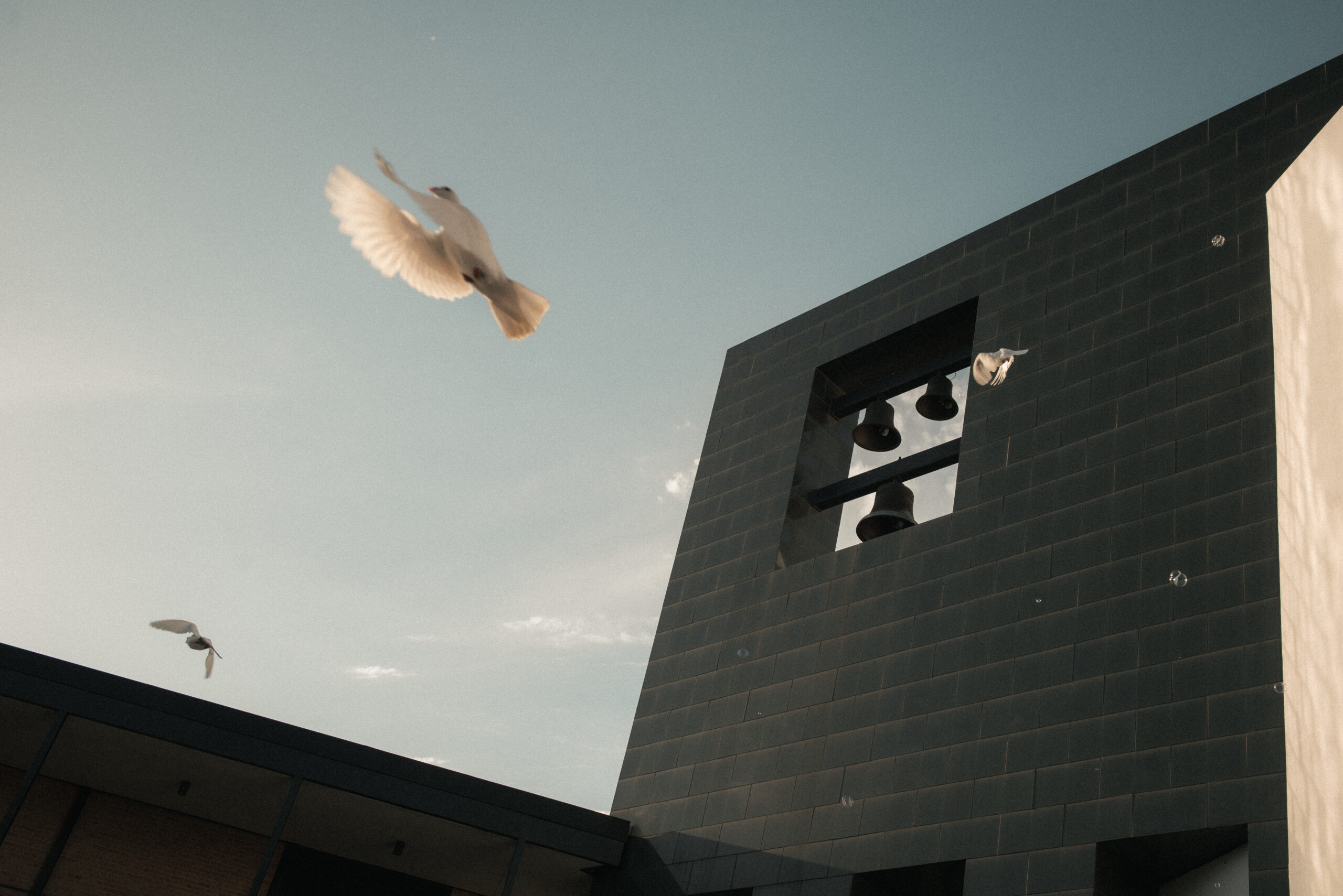 White doves flying near the modern bell tower at Chapel of St. Basil on the St. Thomas University campus during a wedding dove release.
